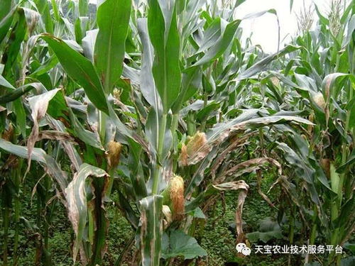 2018年农作物重大病虫害预测报告发布 聚焦防虫害、稳产量、保安全